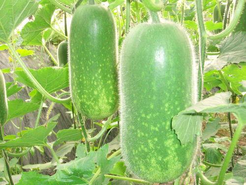 独家爆料官网 网红大瓜图片